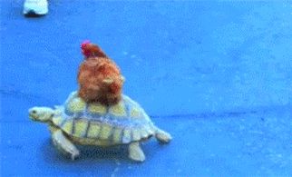 Chicken riding a tortoise
